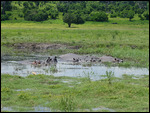 Hippo's wallowing in a pool