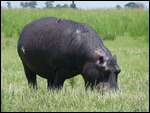 Hippopotamus with Oxpeckers 