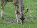 Kudu female with Oxpecker