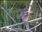 Malachite Kingfisher