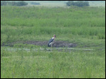 Marabou Stork