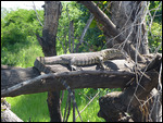 Monitor lizard