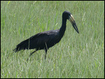 Open-billed Stork