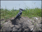Pied Kingfisher