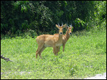 Red Lechwe