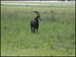Sable Antelopw