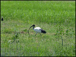Sacred Ibis