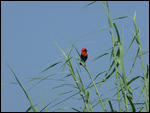 Southern Red Bishop