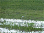 Spoonbill
