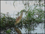 Squacco Heron