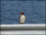 Wire-tailed Swallow