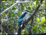 Woodland Kingfisher