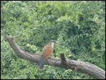 Burchell's Coucal