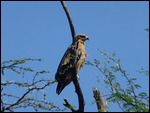 Yellow-billed Kite