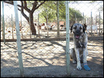 Anatolian dogs - answer to cheetah conservation