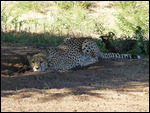 Male Cheetah resting in the shade