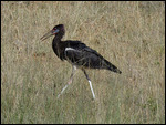 Abdim's Stork enroute to CCF