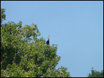 African Darter