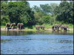 Elephants on the shores