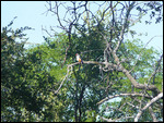Grey-headed Kingfisher