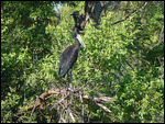 Open-billed Stork