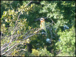 White-fronted Bee-eater