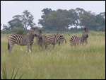 Burchell's zebra