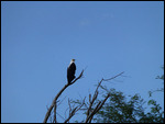 Fish Eagle