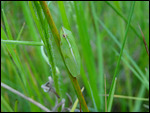 Green reed frog