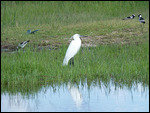 Little Egret