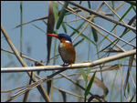 Malachite Kingfisher