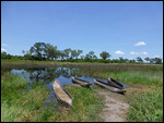 Mokoros parked at the edge of the island