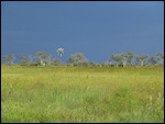 Okavango scenery in evening light