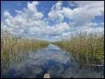 Silently gliding through channels lined with reeds