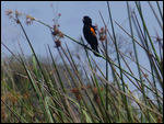 Southern Bishop