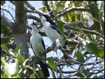 Swamp Boubou