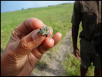 Tiny green swamp frog