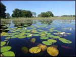 Water lilies and lily pads