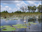 Water lilies