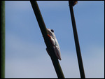 White reed frog