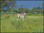Zebra up-close