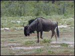 Blue Wildebeest