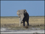 Elephant looking for a mud bath