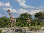 Giraffes approaching waterhole