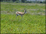 Springbok
