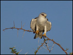 Black-shouldered Kite