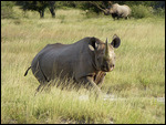 Two black rhinos (one charging towards us!)