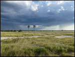 Rainstorm looms over Etosha
