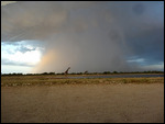Rainstorm at Etosha and Giraffes