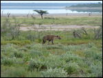 Hyena